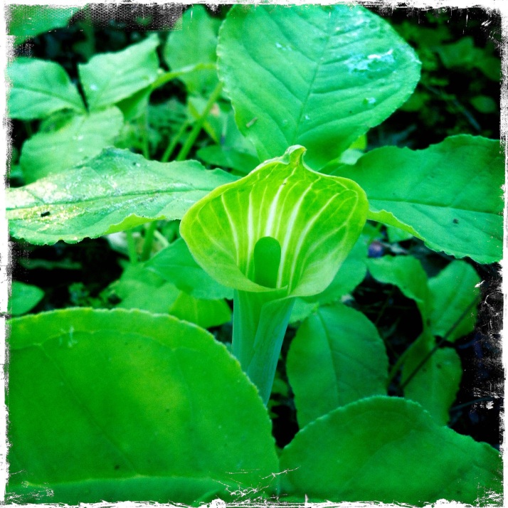 Jack-in-the-pulpit along the woods trail at Dog World.