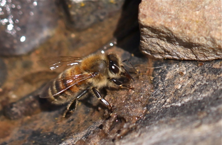 A single bee drinking