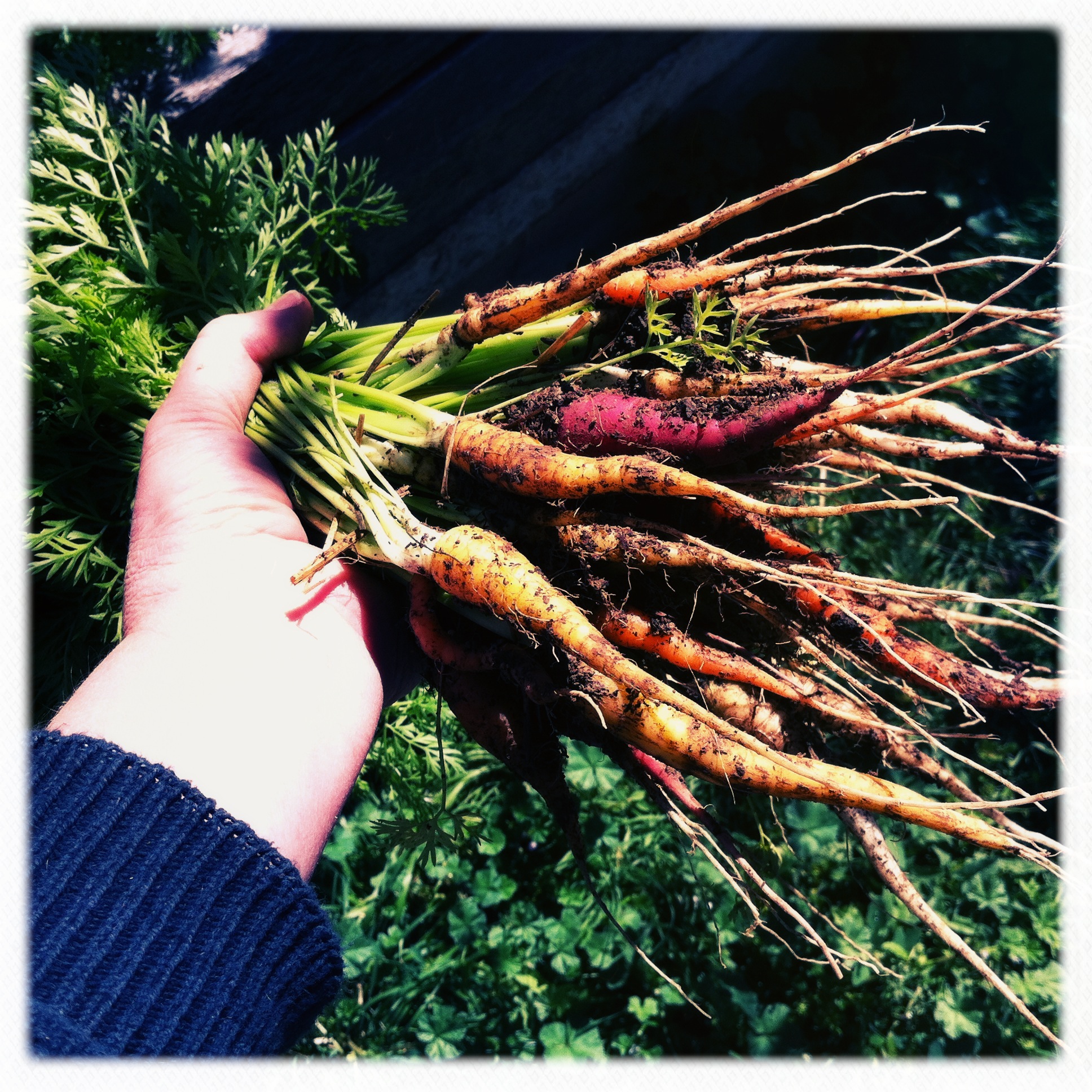 First harvest of fall carrots, a rainbow mix.