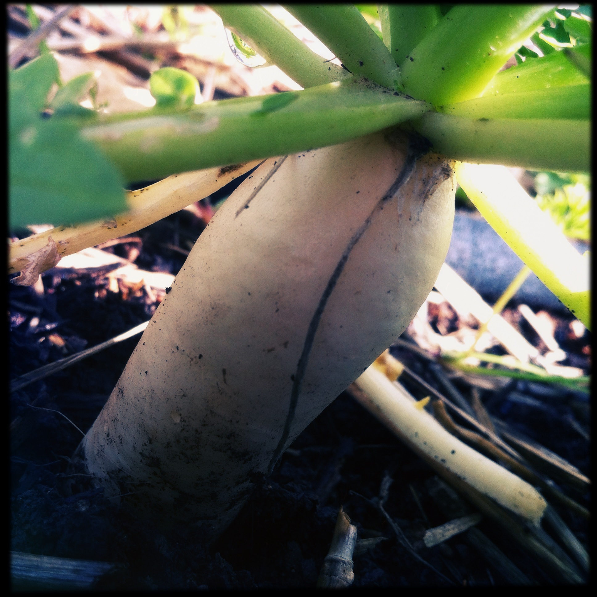 A rogue daikon radish, one of four that emerged this summer from seeds planted well over a year ago.