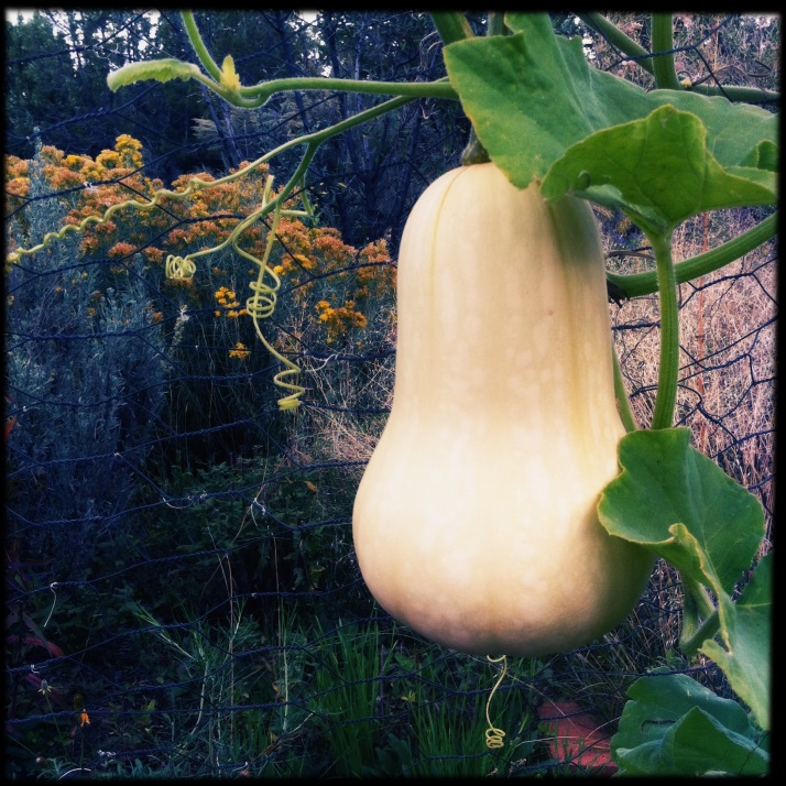 Butternut squash on the vine. After a light freeze to sweeten them up, I harvested two that came from this vine, and one other. Many of these vegetables started out in Ruth's greenhouse, and she generously offered starts around the community.