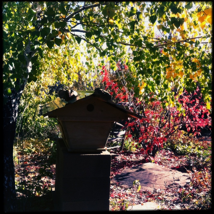 October 13, the maple in the bee bed has lost half its leaves, as the birch begins to turn yellow.