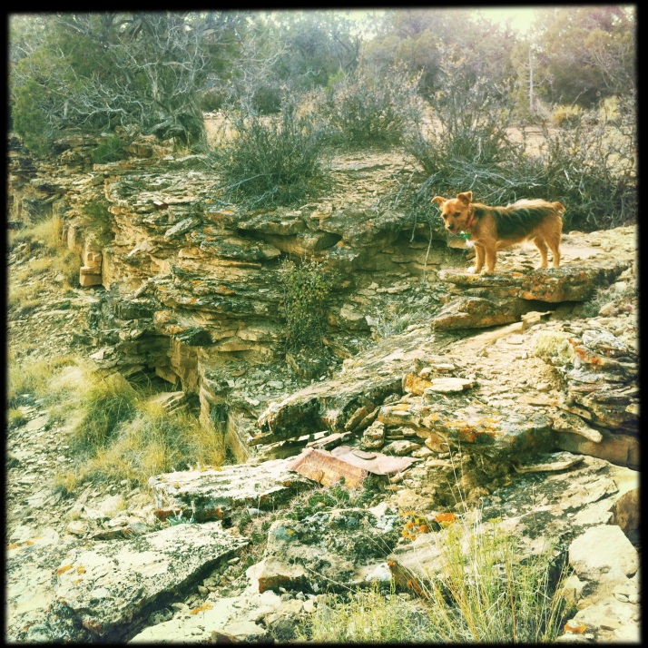 Rocky on the rim of Buck Canyon two weeks ago.