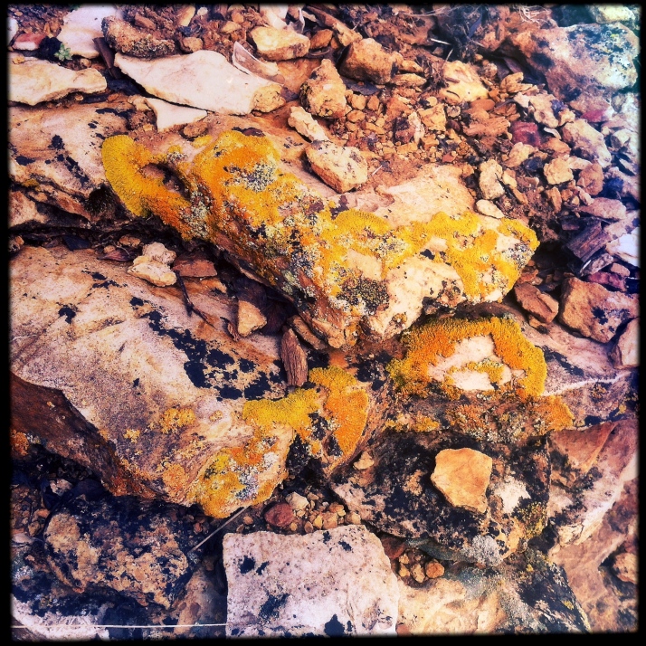 Changing my imaginary lens gives a different cast to the lichens. This one represents the orange more accurately, while the previous imaginary lens represents the greens better.