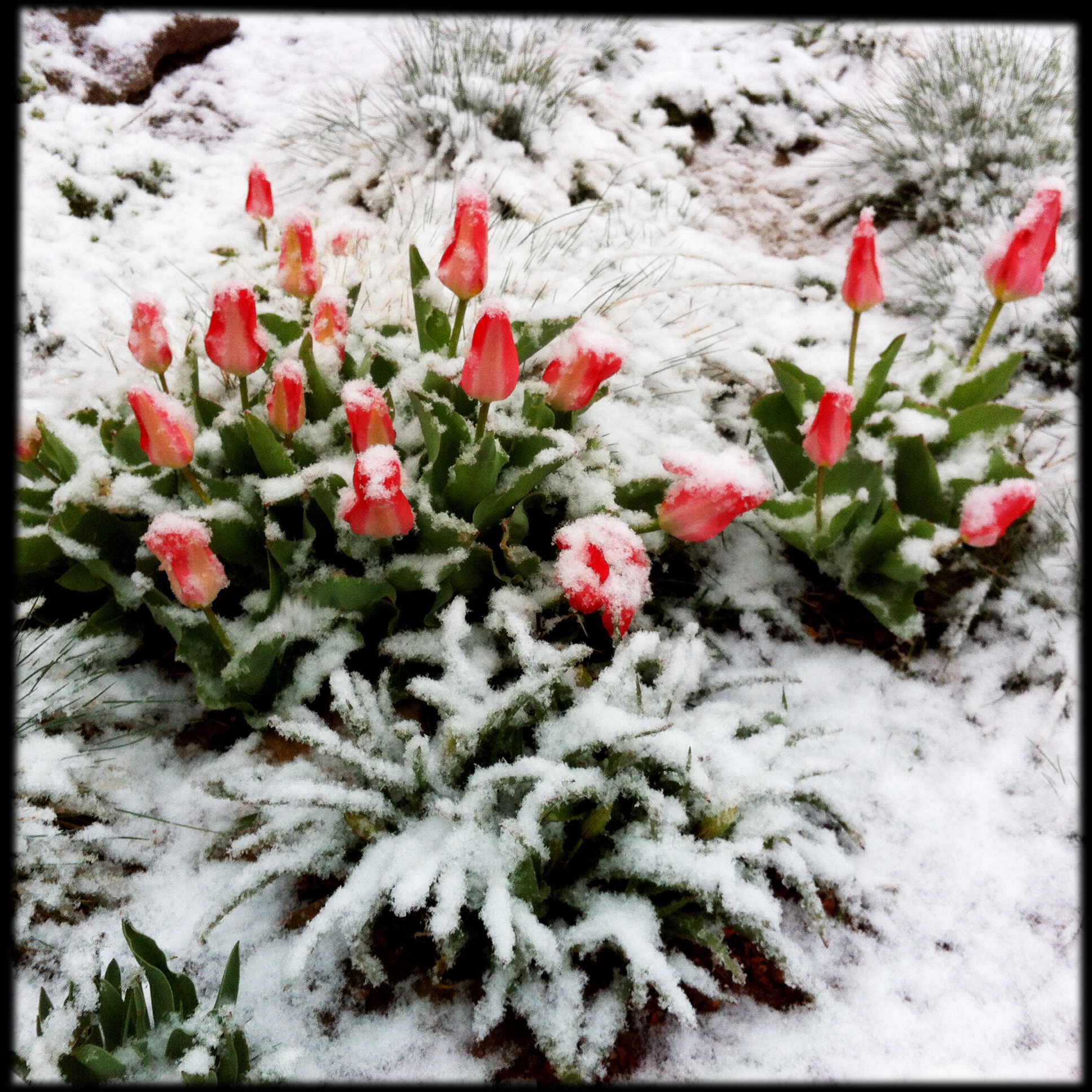 Tulips in snow, this fleeting bittersweet beauty. A friend in sunny Florida fights for her life.