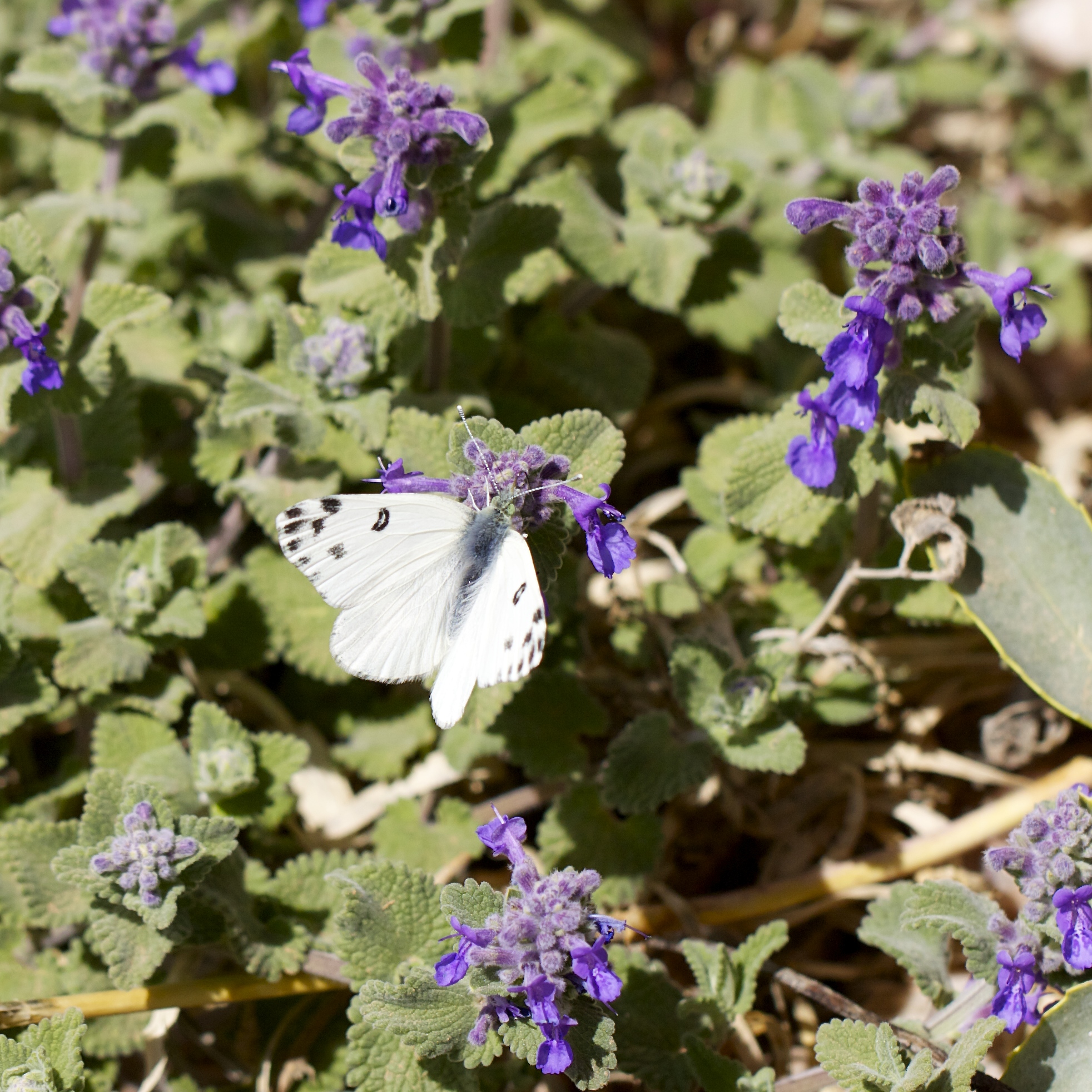 In quest of the elusive white butterfly, moving too fast for me to get close, flittering through the nepeta.