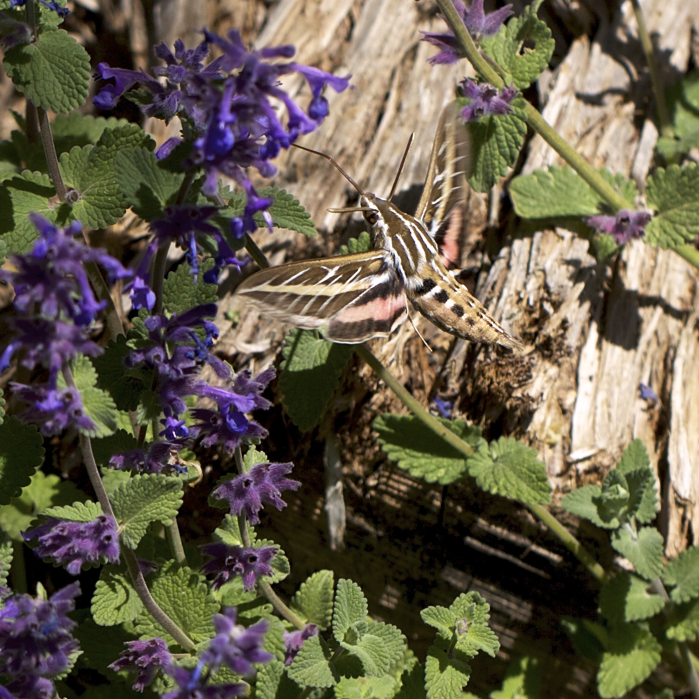 The sphinx moth is also attracted to Nepeta, and sometimes out in the morning.