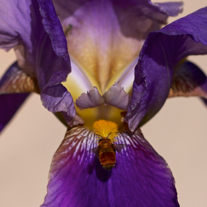 The first big iris opened a week ago. Two days ago this one popped and the little red bumblebees love it.
