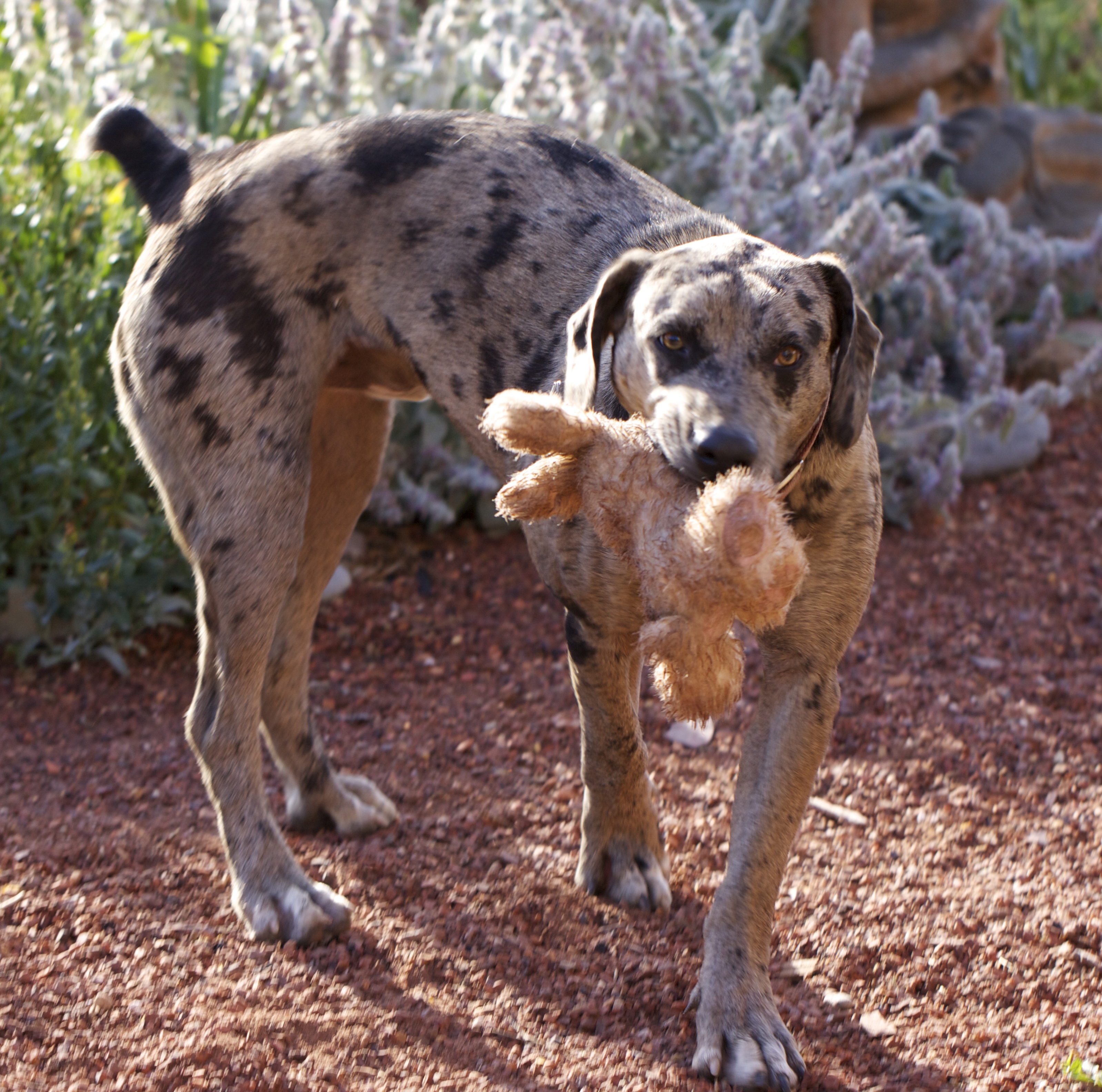 One of three visiting catahoulas, Jupiter, Last Son of Sundog, with Raven's birthday bunny, still remarkably intact six weeks later.