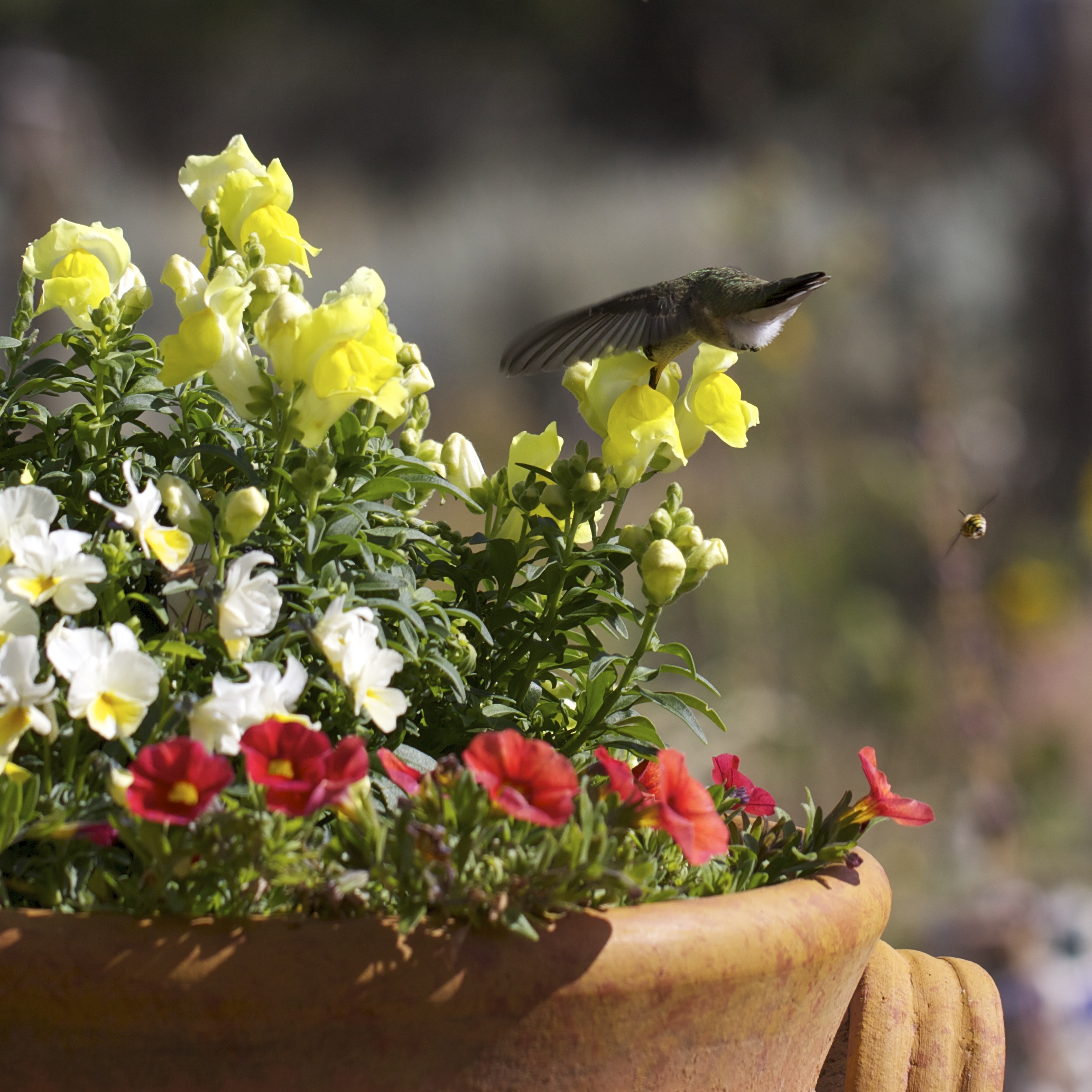 Young hummingbirds find the potted flowers appealing. This one circled the yellow snapdragons sipping from several.