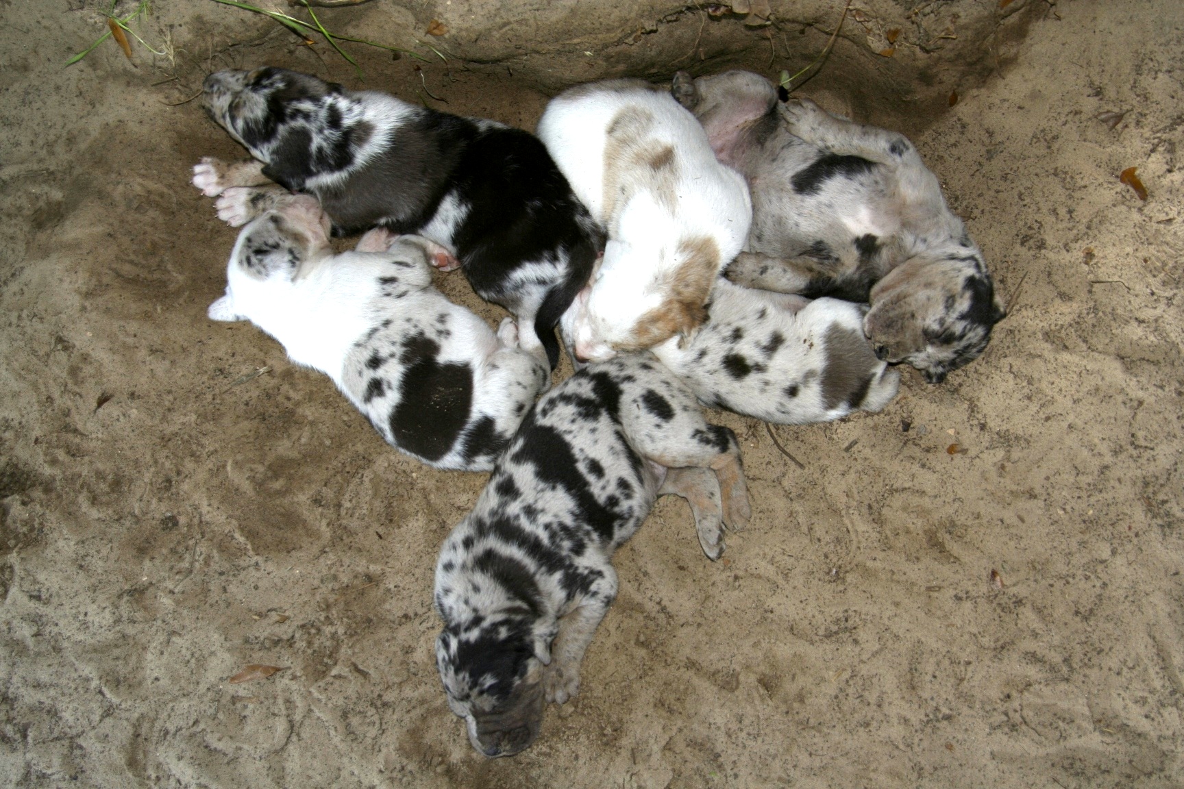 Even as a puppy Raven liked to lie on her back. She's in the top right corner of the litter.