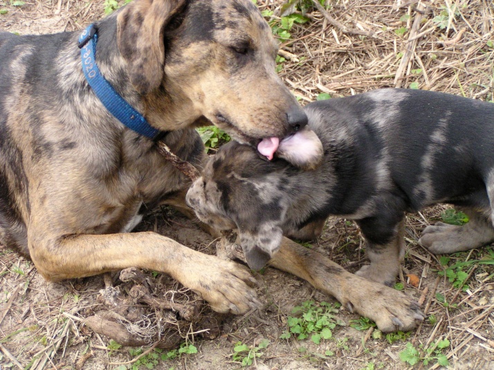 Raven meets her baby brother Stellar at Dog World in Florida, and immediately begins to lick him all over.