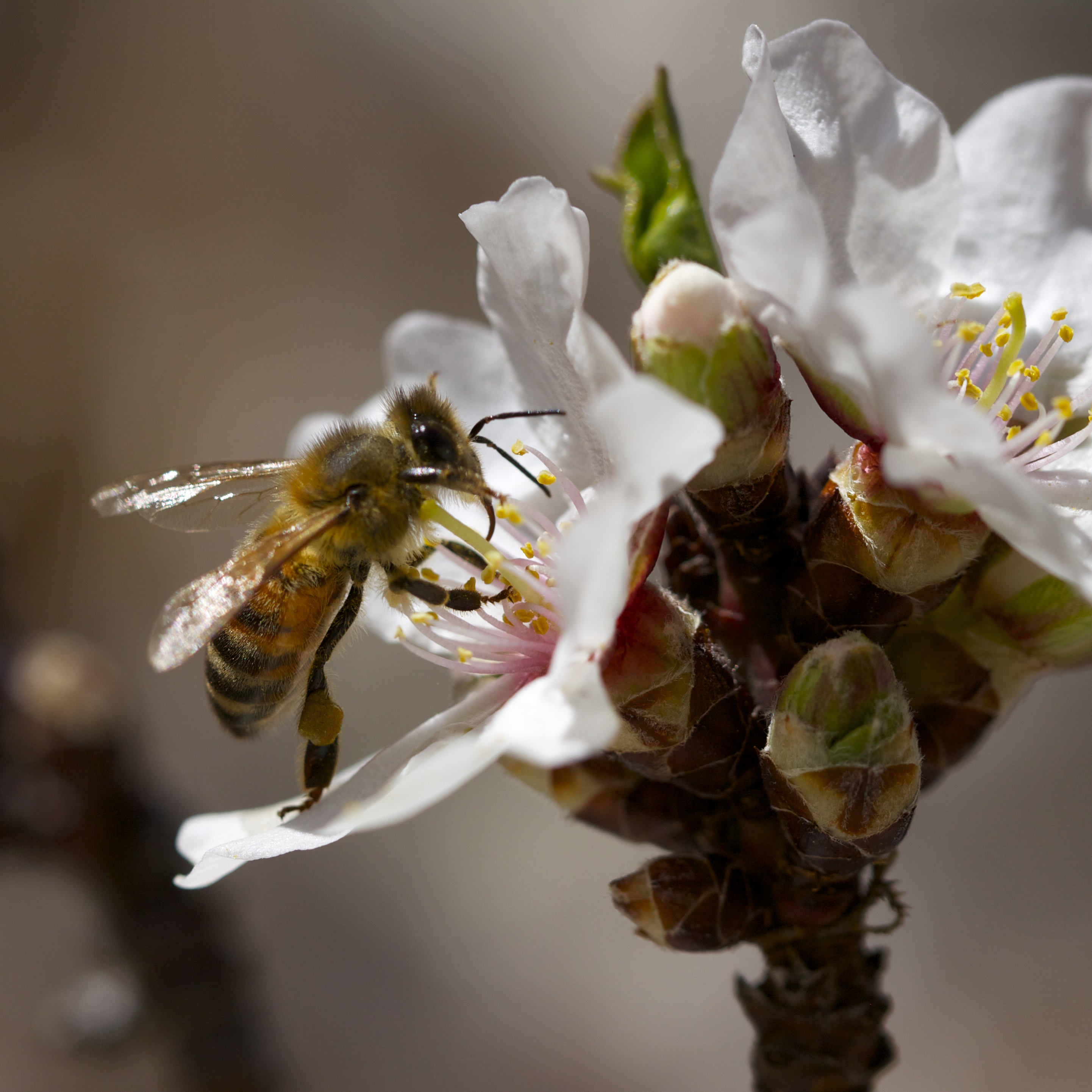 Honeybees back on the sweet smelling almond tree.