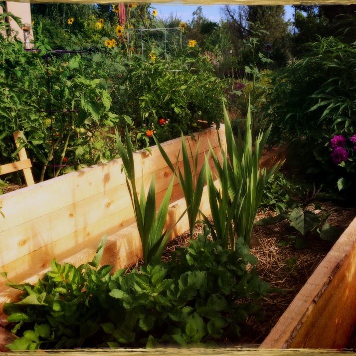 The raised beds, looking north from inside the horseshoe. Dahlias from seed, gladioli, tomatoes.