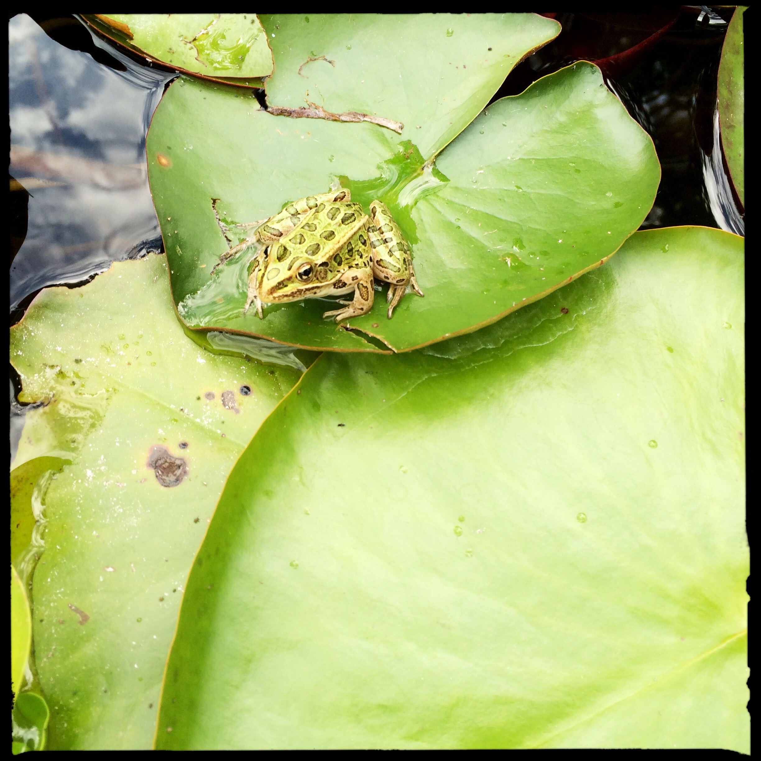 All the frog activity this spring has resulted in a delightful crop of baby leopard frogs hopping all about the pond for the past month.
